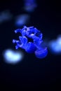 Glowing Blue Jellyfishes. Royalty Free Stock Photo
