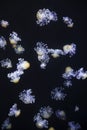 Glowing Blue Jellyfishes. Royalty Free Stock Photo