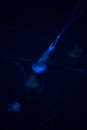 Glowing Blue Jellyfishes. Royalty Free Stock Photo