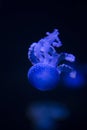 Glowing Blue Jellyfishes. Royalty Free Stock Photo