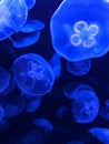 Glowing blue moon jellyfish at aquarium Royalty Free Stock Photo