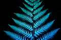 Glowing blue neon fern leaf on black background