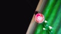 Glowing bright pink bulb with bright white incide on diagonal line between black and green. Ecology concept. Electricity. Dark. Royalty Free Stock Photo