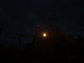 Bright Streetlight At Night With Wild Plants, Power Lines and Trees