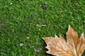 Glowing brown maple leaf on grass. Trimmed from below Royalty Free Stock Photo