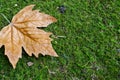 Glowing brown maple leaf on green grass. In the corner Royalty Free Stock Photo