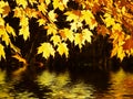 Glowing canopy over water