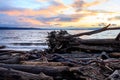 Glowing cloudy sunset over driftwood Royalty Free Stock Photo