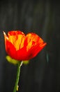 Glowing crimson oriental poppy backlit by morning sun Royalty Free Stock Photo