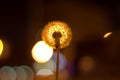 Glowing dandelion of hope