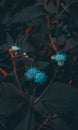 Minimal dark flower background Royalty Free Stock Photo