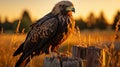 Glowing Eagle: Stunning Sunset Portrait Of Majestic Bird