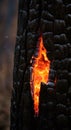 Glowing embers burn inside the charred bark of a tree trunk. Wildfire aftermath and forest destruction Royalty Free Stock Photo