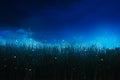 Firefly on a grass field at night Royalty Free Stock Photo