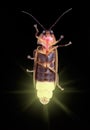 Glowing Firefly Royalty Free Stock Photo