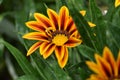 Glowing flower of a Gazania Royalty Free Stock Photo