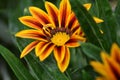 Glowing flower of a Gazania Royalty Free Stock Photo