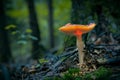 Glowing fly agaric mushroom