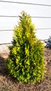 Forever Goldy Arborvitae - Thuja plicata '4EVER'