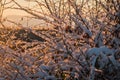 glowing frozen drops and snow during sunset