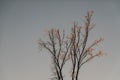 glowing frozen drops on a tree without leaves during sunset