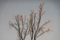 glowing frozen ice on a tree during sunset