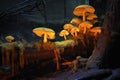 glowing fungi on decaying log at night