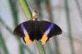 Glowing giant owl butterfly