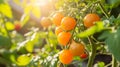 Glowing Golden Harvest: Close-up of Sun-Kissed Cherry Tomatoes Ripening in an Organic Garden