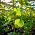 Glowing Grapevine Leaves Bathed in Sunlight, generative ai Royalty Free Stock Photo