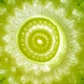 Glowing Green Cellular Pattern in Nature Royalty Free Stock Photo