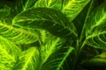 Glowing green floral background dieffenbachia