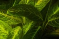 Glowing green floral background dieffenbachia