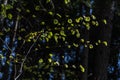 glowing green leaves in the sun