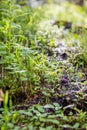 Glowing Greenery of Rocky Mountain National Park Royalty Free Stock Photo