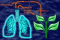 Glowing human lungs-Oxygen-Carbon Dioxide Cycle