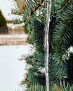 Glowing icicles hang from pine needles