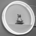 Glowing included round LED lamp with a cat on the wall Royalty Free Stock Photo