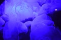 Glowing jellies Royalty Free Stock Photo