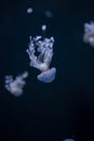 Glowing jellyfish catostylus mosaicus floating fat swim Royalty Free Stock Photo