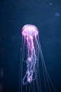 Glowing jellyfish chrysaora pacifica underwater