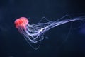 Glowing jellyfish chrysaora pacifica underwater Royalty Free Stock Photo