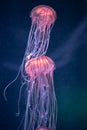 Two glowing jellyfish chrysaora pacifica underwater Royalty Free Stock Photo
