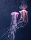 Glowing jellyfish chrysaora pacifica underwater Royalty Free Stock Photo