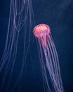 Glowing jellyfish chrysaora pacifica underwater Royalty Free Stock Photo
