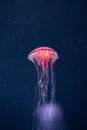 Glowing jellyfish chrysaora pacifica underwater Royalty Free Stock Photo