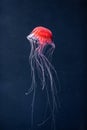 Glowing jellyfish chrysaora pacifica underwater Royalty Free Stock Photo