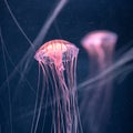 Glowing jellyfish chrysaora pacifica underwater