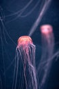 Glowing jellyfish chrysaora pacifica underwater