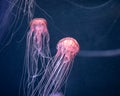 Glowing jellyfish chrysaora pacifica underwater Royalty Free Stock Photo